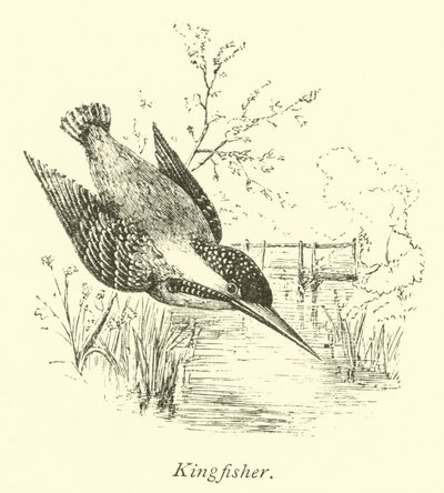IJsvogel door English School