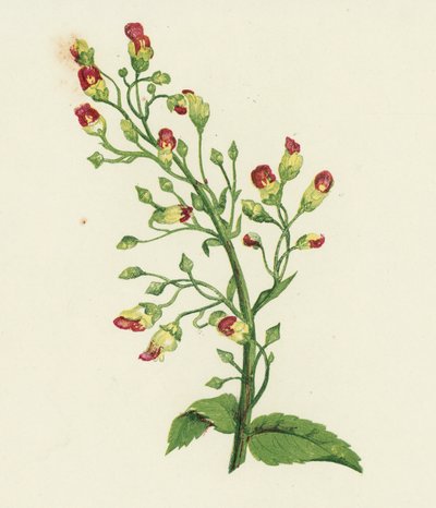 Knopige Helmkruid, Scrophularia Nodosa door English School