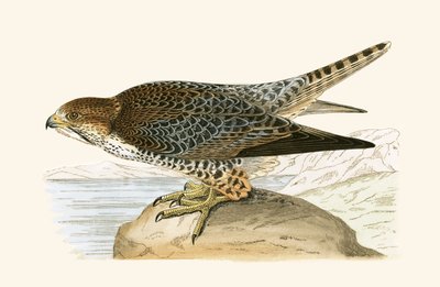Lanner valk, illustratie uit 