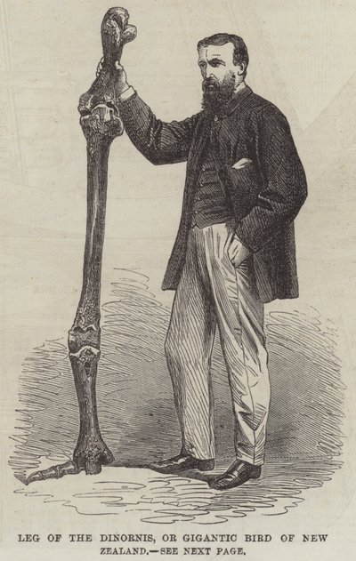 Poot van de Dinornis, of Gigantische Vogel van Nieuw-Zeeland door English School