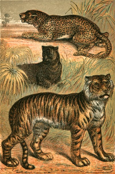 Luipaard, zwarte panter en tijger door English School