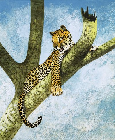 Luipaard in een boom (gouache op papier) door English School