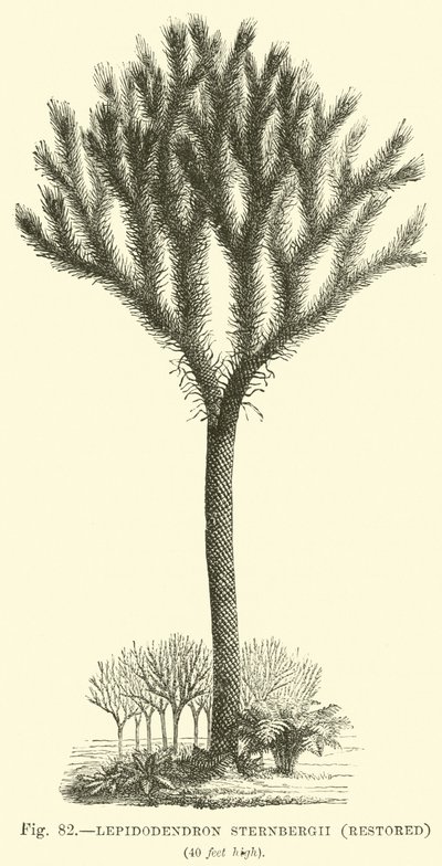 Lepidodendron Sternbergh, gerestaureerd door English School