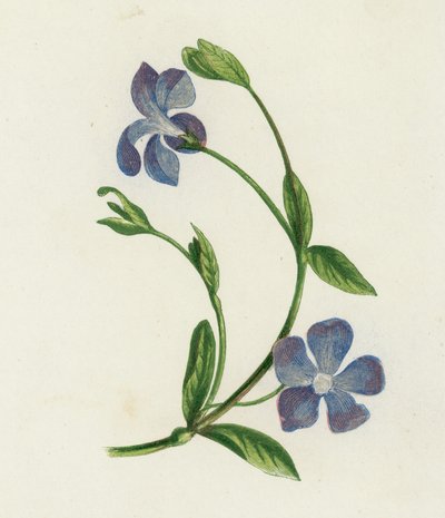Kleine Maagdenpalm, Vinca Minor door English School