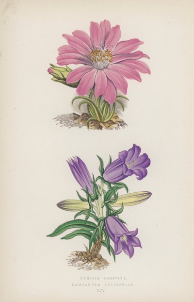Lewisia Rediviva; Campanula Longifolia door English School