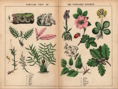 Korstmos, schimmel, algen, mos, varen, gras, palm, orchidee, roos, aurikel, clematis en eik, uit "The Instructive Picturebook, or Lessons from the Vegetable World," [Charlotte Mary Yonge], Edinburgh door English School