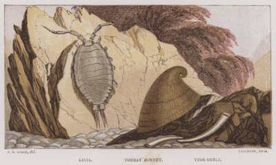 Ligia, Torbay Bonnet, Tusk-Shell door English School