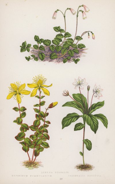 Linnaea Borealis; Hypericum Nummularium; Trientalis Europaea door English School