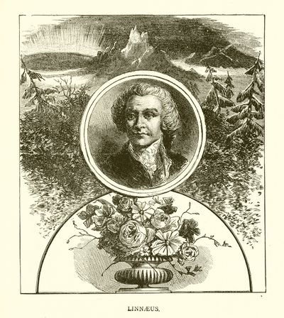 Linnaeus door English School