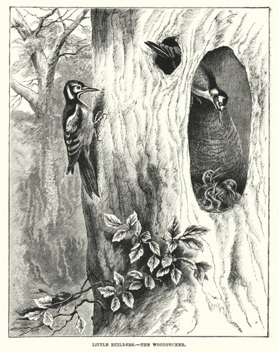 Kleine bouwvakkers, de specht (gravure) door English School