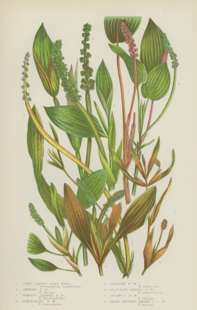 Langbladige vijverplant, glanzende vijverplant, verschillende bladige vijverplant, lancetvormige vijverplant door English School