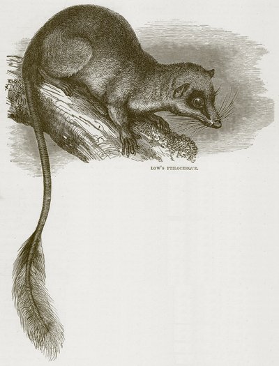 Lows Ptilocerque, illustratie uit Cassells Natural History door English School