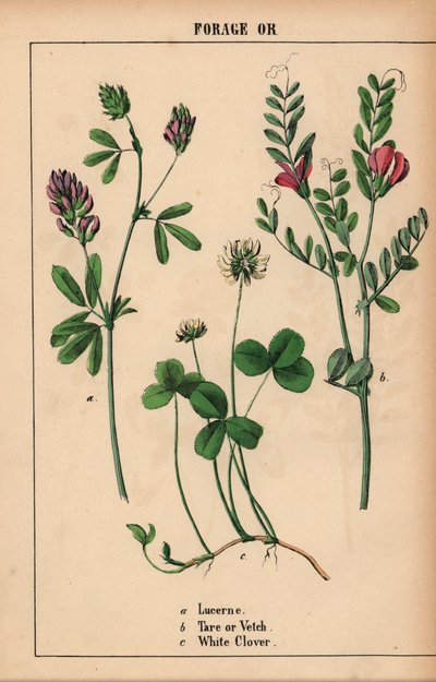 Luzerne, wikke en witte klaver, uit "The Instructive Picturebook, or Lessons from the Vegetable World," [Charlotte Mary Yonge], Edinburgh door English School