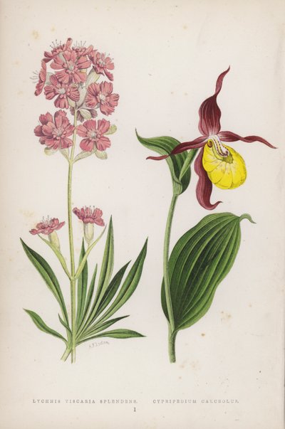 Lychnis Viscaria Splendens; Cypripedium Calceolus door English School