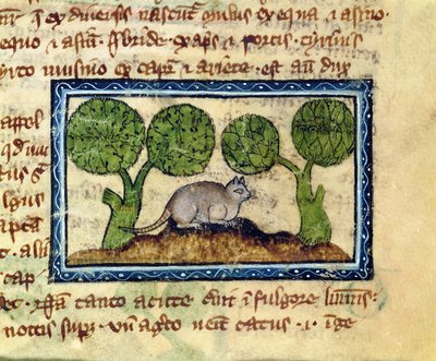 MS 379 f.12r Een kat gehurkt op een hoop aarde (detail) door English School