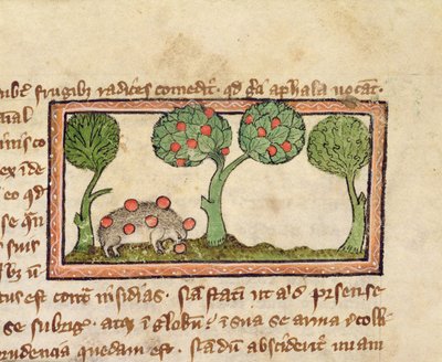 MS 379 f.13r Een egel die appels plukt (detail) door English School