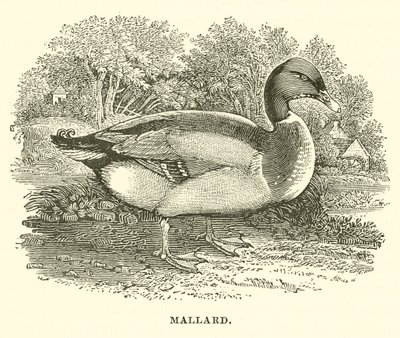 Wilde eend (gravure) door English School