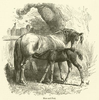 Merrie en veulen (gravure) door English School