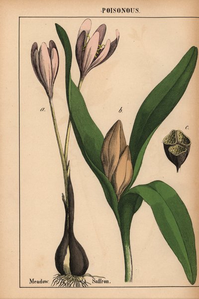 Herfsttijloos met paarse bloem, uit 