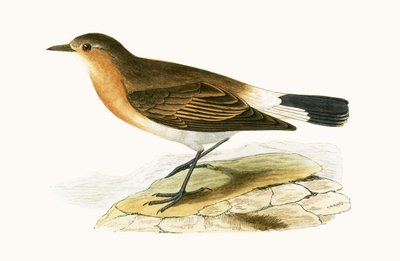 Menetries Tapuit, illustratie uit 