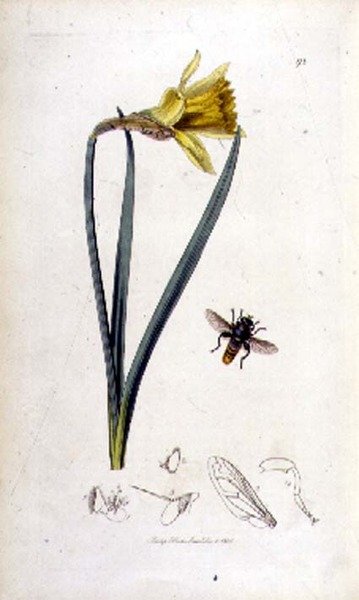 Merodon clavipes (zweefvlieg) en narcis, uitgegeven door John Curtis in 