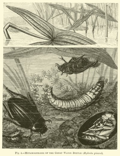 Metamorfoses van de Grote Waterkever, Hydrous pisceus door English School