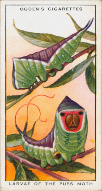 Mimicry for Protection, Insecten, Larven van de Puss Moth (kleurenlitho) door English School