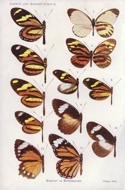 Nabootsing bij vlinders (kleur litho) door English School