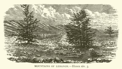 Bergen van Libanon, Hosea, xiv, 5 (gravure) door English School