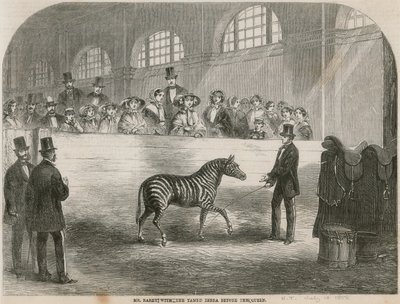 De heer Rarey met de getemde zebra voor de Koningin door English School