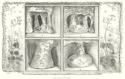 De wespennesten van Mr Stone (gravure) door English School