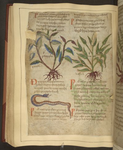 Illustraties van Peterselie, Cawel en een slang, uit een Oud-Engels kruidenboek oorspronkelijk door Apuleius (123-80AD) door English School