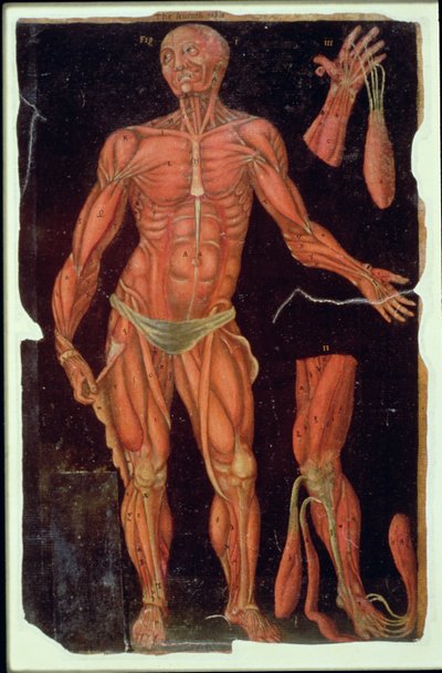 Dissectie, uit Anatomische Tafels, door John Banister (1540-1610) door English School