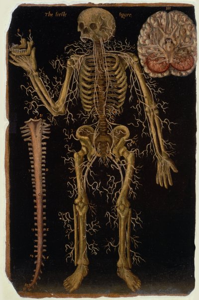 Ms Hunter 364 Tafel VI Dissectie, uit Anatomische Tafels, door John Banister door English School