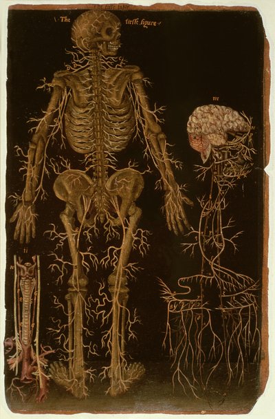 Ms Hunter 364 Tafel V Dissectie, uit Anatomische Tafels, door John Banister (1540-1610) door English School