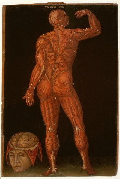 Ms Hunter 364 Tafel X Dissectie, uit Anatomische Tafels, door John Banister door English School