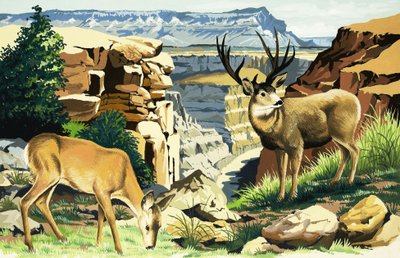 Muildierherten in het Grand Canyon National Park door English School
