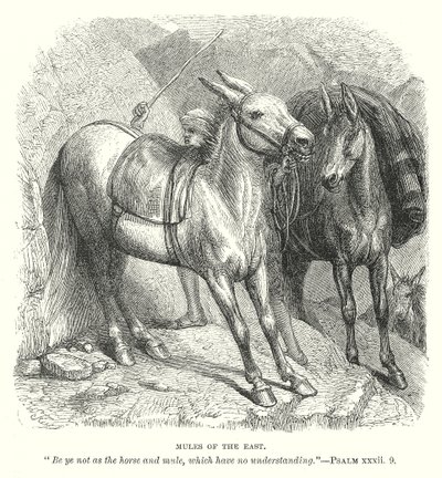 Muilezels van het Oosten (gravure) door English School