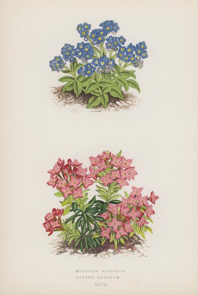 Myosotis Rupicola; Daphne Cneorum door English School