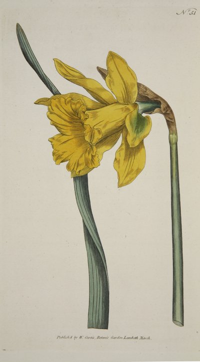Narcissus Major (Grote Narcis), uit The Botanical Magazine or Flower Garden Displayed, uitgegeven 1793 (handgekleurde gravure) door English School