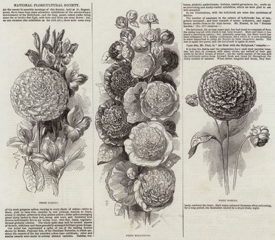 Nationale Floricultuur Vereniging (gravure) door English School