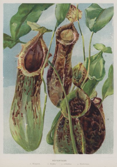 Nepenthes door English School