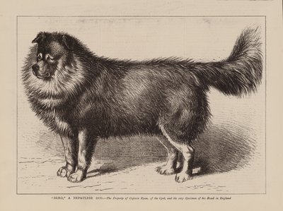 "Nero," een Nepalees hond, het eigendom van kapitein Ryan, van het 63e, en het enige exemplaar van zijn ras in Engeland (gravure) door English School