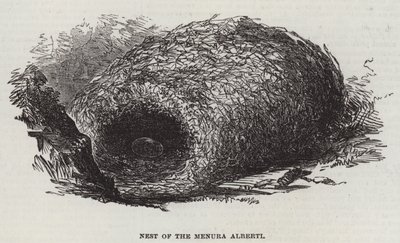Nest van de Menura Alberti door English School