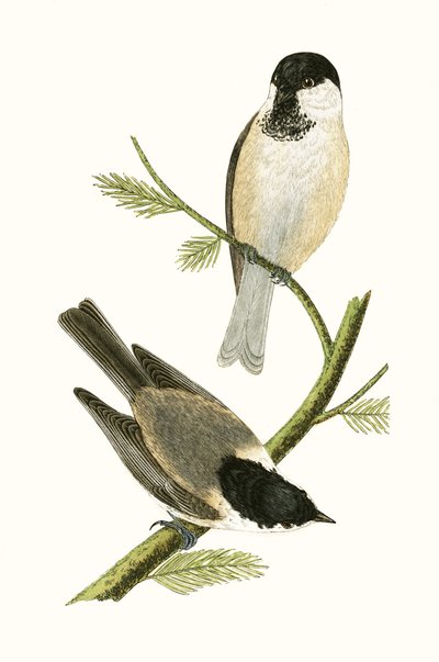 Noordelijke mees, illustratie uit 