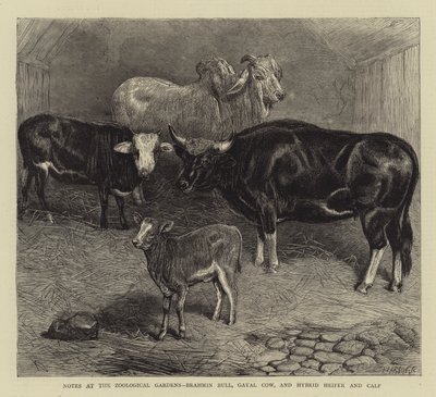 Aantekeningen in de Dierentuin, Brahmaanse Stier, Gayal Koe, en Hybride Vaars en Kalf door English School