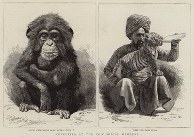 Nieuwigheden in de dierentuin (gravure) door English School