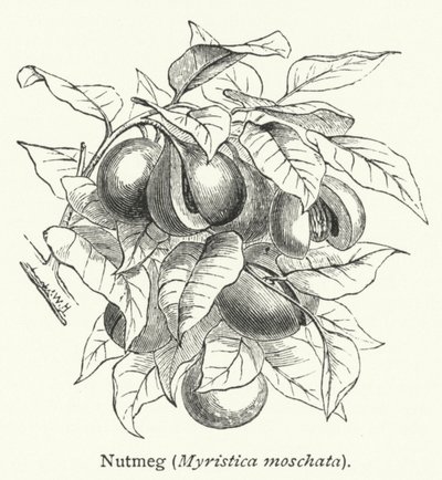 Nutmeg (Myristica moschata) (engraving) door English School