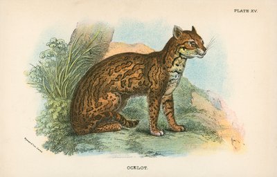 Ocelot door English School