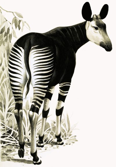 Okapi door English School